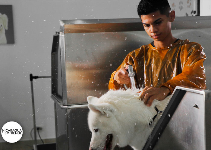  Dog House Nicolas´s, la peluquería canina cálida y amigable para todos